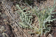 Crepis occidentalis
