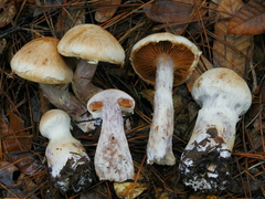 Cortinarius alborufescens