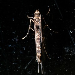 Conopomorpha cyanospila