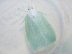 Nymphostola galactina