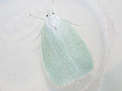 Nymphostola galactina