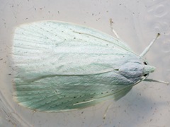 Nymphostola galactina