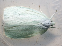 Nymphostola galactina