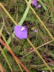 Utricularia dichotoma
