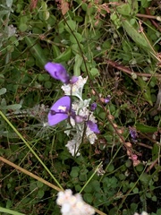 Utricularia dichotoma
