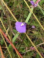 Utricularia dichotoma