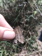 Pharneuptychia phares