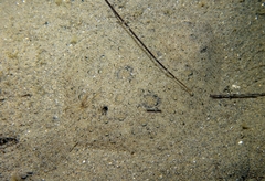 Scophthalmus rhombus