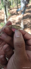 Anolis quercorum