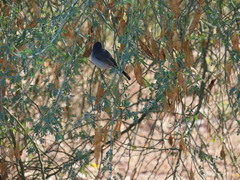 Polioptila melanura