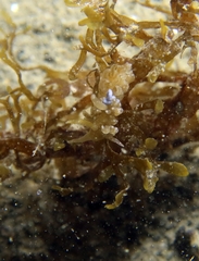 Spurilla neapolitana