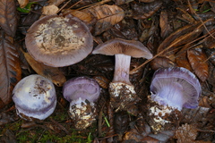 Cortinarius calyptratus