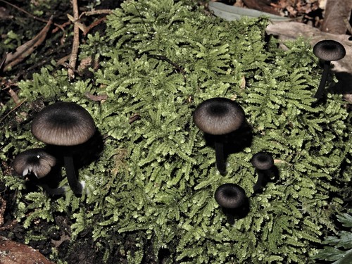 Entoloma melanocephalum image