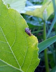 Disonycha bicarinata