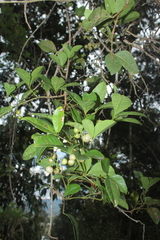 Cissus trianae