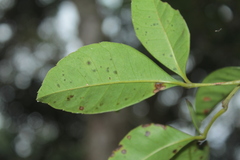 Cissus trianae