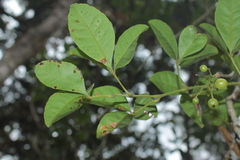 Cissus trianae