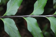 Asplenium serra
