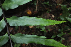 Asplenium serra