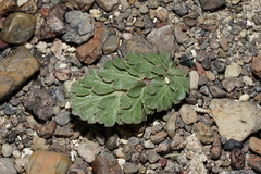 Cymopterus corrugatus