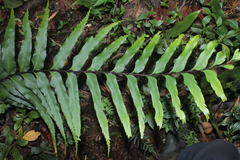 Asplenium serra