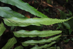 Asplenium serra