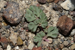 Cymopterus corrugatus