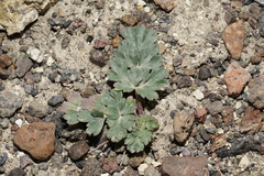 Cymopterus corrugatus