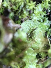 Lunularia cruciata