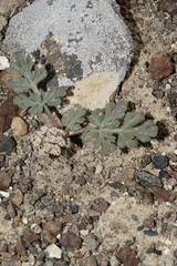 Cymopterus corrugatus