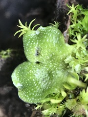 Lunularia cruciata