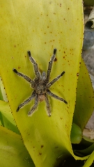 Pachistopelma rufonigrum