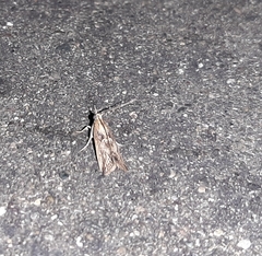 Lepidoptera