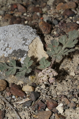 Cymopterus corrugatus