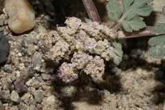 Cymopterus corrugatus