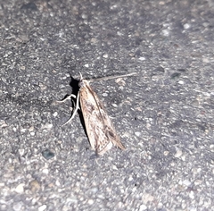 Lepidoptera