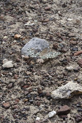 Cymopterus corrugatus
