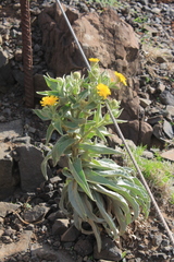 Andryala glandulosa image