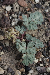 Cymopterus corrugatus