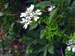 Orlaya grandiflora
