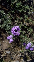 Glandularia venturii