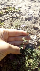 Glandularia venturii
