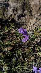 Glandularia venturii