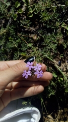 Glandularia venturii