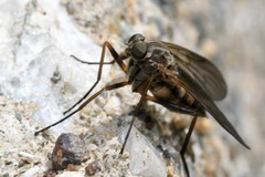 Rhagio cingulatus