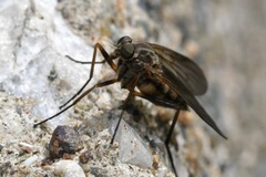 Rhagio cingulatus