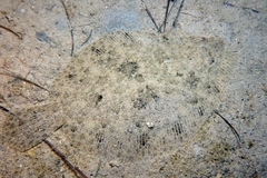 Scophthalmus rhombus