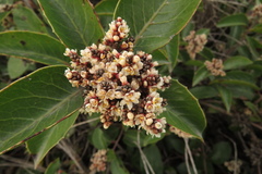 Rhus integrifolia × ovata