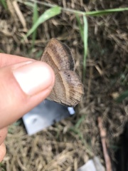 Yphthimoides ochracea