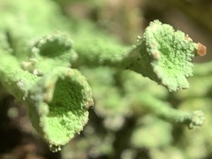 Cladonia